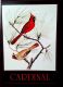 Postcard: Cardinal, State Bird of Virginia - Card VA 132