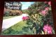 Postcard: Blue Ridge Parkway, Appalachian Rhododendron, Virginia - Card VA 060